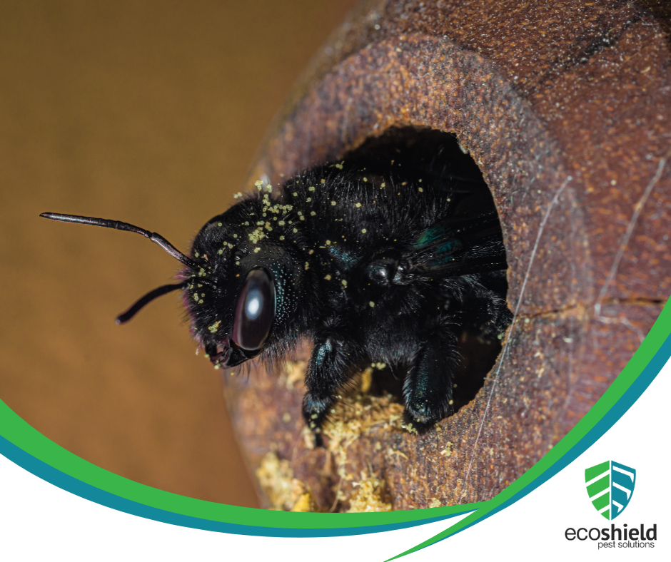 How do Carpenter Bees Make Perfectly Round Holes?